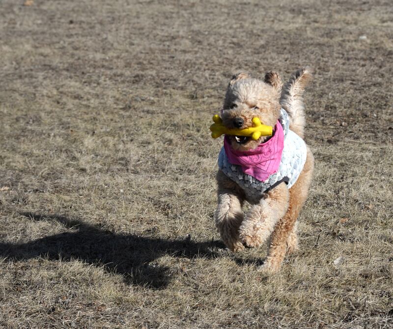 Sunshine, a 4-year-old mini-doodle, retrieves her squeaky banana and runs back to her owner, Pepi Allen of Morrison, at the dog park in Morrison on Saturday, Jan. 25, 2025. Sunny skies and temperatures in the 20s prompted area residents to venture outdoors following several days of much colder temps.
