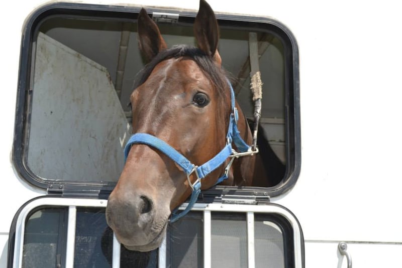 Horse lovers will love the All-Breed Class Open Horse Show at the Lake County Fair this summer.