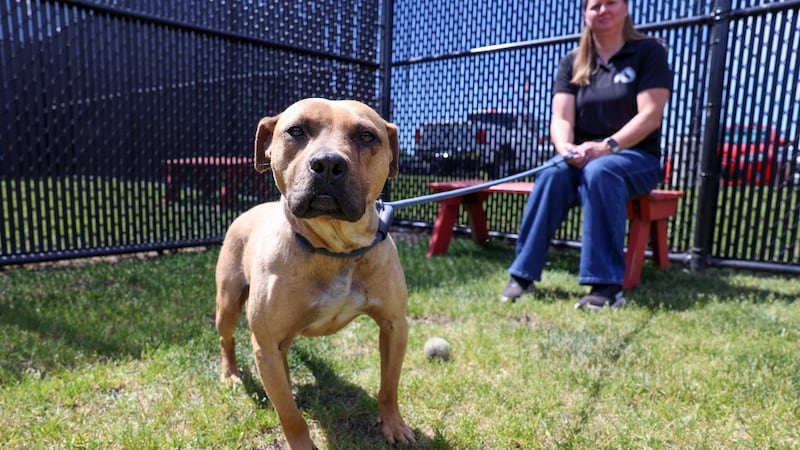 ‘Get the home they deserve’: 18 rescued fight dogs settle in at Kankakee Co. Animal Control