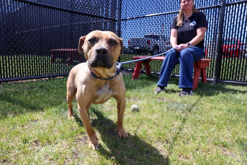 Kankakee County Animal Control Director Kari Laird sits with one of the 18 dogs taken in from an alleged dog-fighting site and now residing at Kankakee County Animal Control on Wednesday, June 3, 2026. Laird said the approximately 3-year-old male pitbull mix is one of about a dozen from the group that simply seek human affection and will be looking to be rehomed.