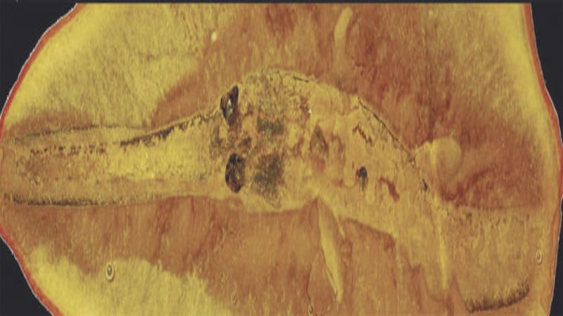 U of I Extension hosts fossil program for children at Seneca Library