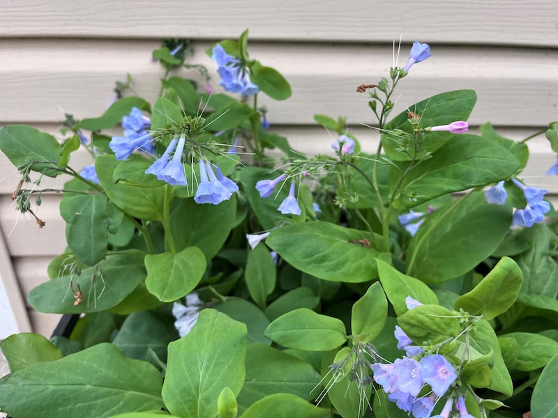 Virginia Bluebells are a native shade plant.