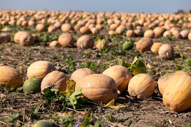The U.S. Department of Agriculture  estimates almost 80% of pumpkin acres in Illinois are devoted to varieties destined for pie filling or other processing uses, like these being harvested in a Tazewell County field.
