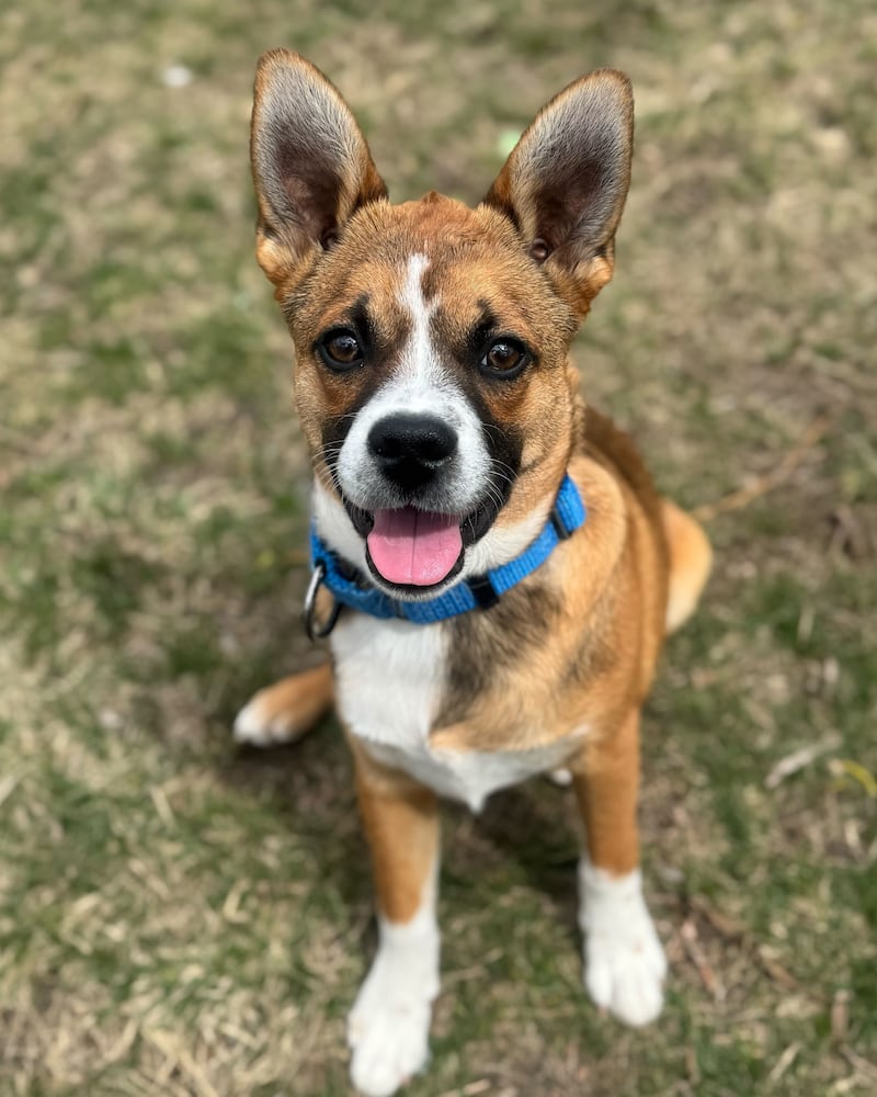 Clay is Save-A-Pet's pet of the week for April 24, 2025.