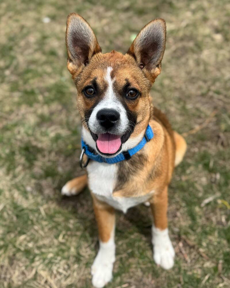 Clay is Save-A-Pet's pet of the week for April 24, 2025.