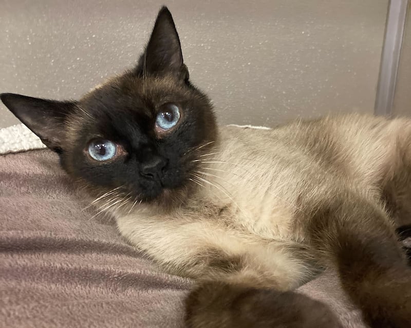 Shadow Paws is Save-A-Pet's pet of the week for Nov. 27, 2025.