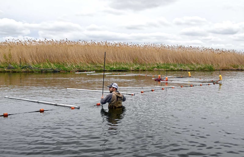 A trap will funnel invasive carp toward 9-inch-by-36-inch passage at Rock Run Rookery Forest Preserve in Joliet.