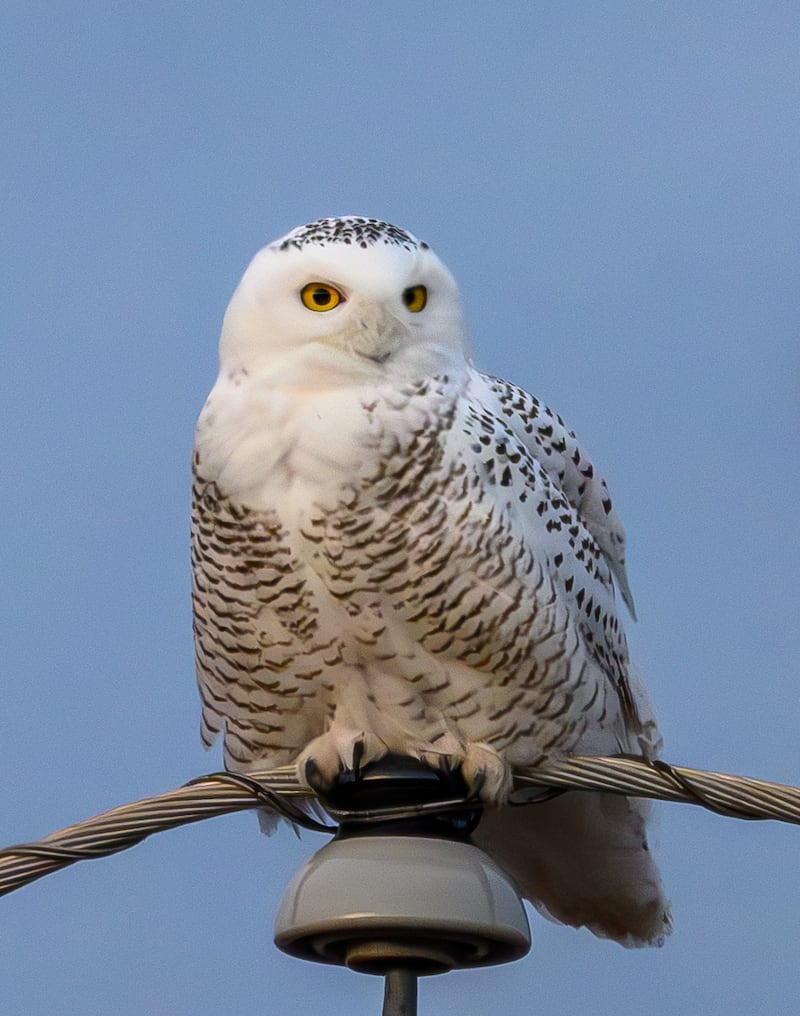 The snowy owl in McHenry County is pictured on Dec. 14, 2024.
