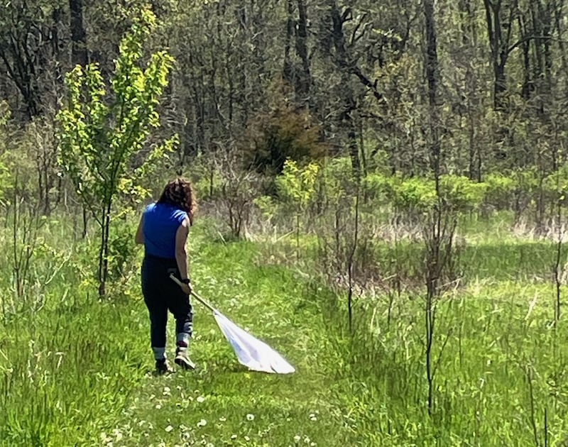 A member of the Kendall County Health Department's tick surveillance team out in the field.
