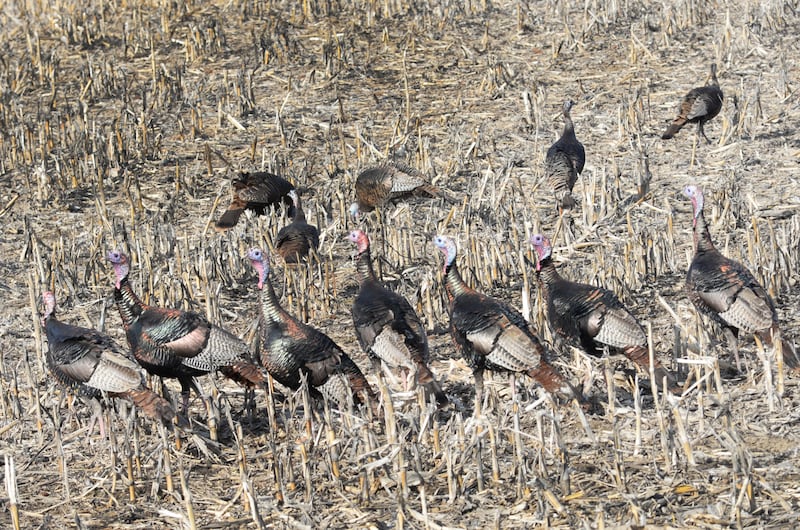 Wild turkeys forage for food in a field between Oregon and Mt. Morris on March 10, 2024. Spring like weather was scheduled to return to the Ogle County area later in the week.