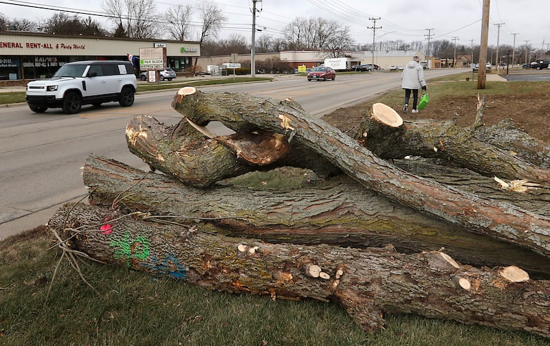 Logs are piled alongside Route 47 on Wednesday, Dec. 11, 2024, in Woodstock as tree removal continues in preparation for the Route 47 construction project.