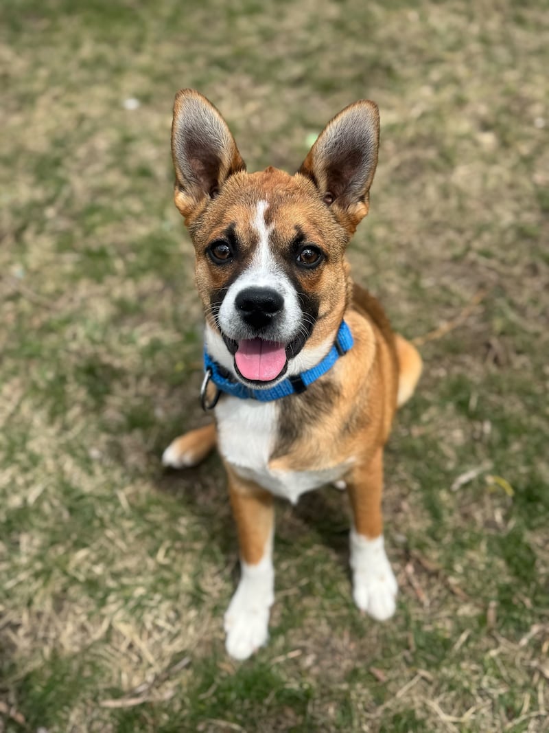Save-A-Pet is hosting its first-ever Tee Off Fore Tails Golf Scramble on July 10 at Stonewall Orchard Golf Club in Grayslake. The event will benefit adoptable pets like Clay.