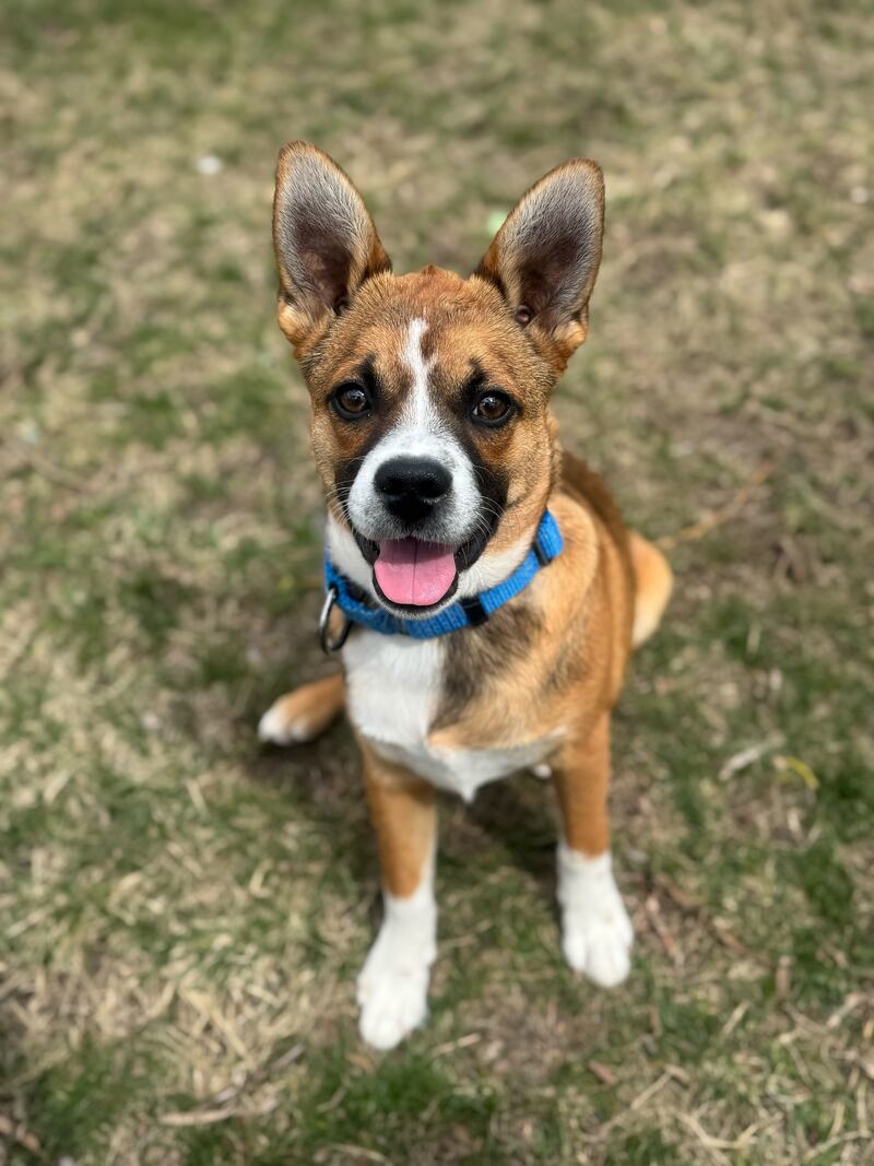 Save-A-Pet is hosting its first-ever Tee Off Fore Tails Golf Scramble on July 10 at Stonewall Orchard Golf Club in Grayslake. The event will benefit adoptable pets like Clay.