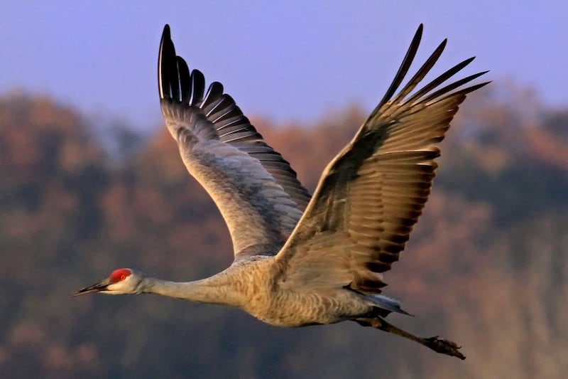 Sign up for the Forest Preserve District’s Sandhill Crane Experience on Nov. 22 to visit Jasper-Pulaski Fish and Wildlife Area in Indiana where thousands of sandhill cranes gather during migration.