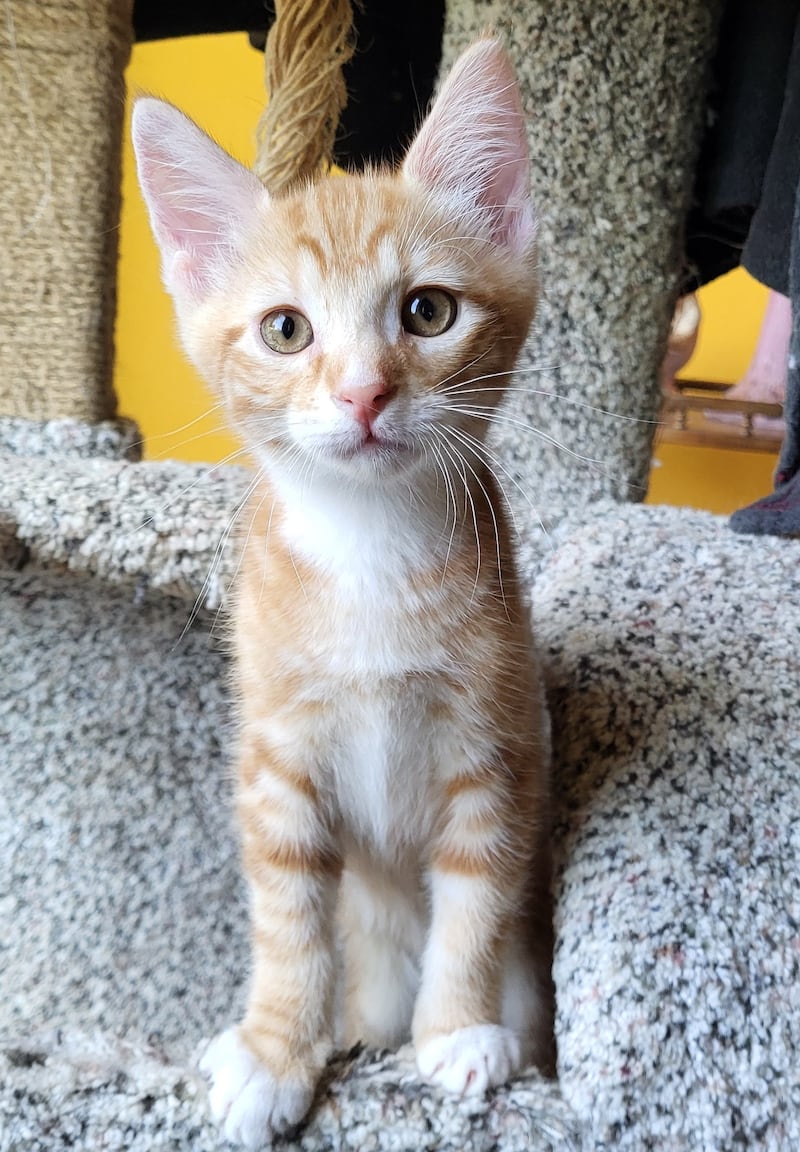 Silence is Save-A-Pet's pet of the week for Aug. 7, 2025.