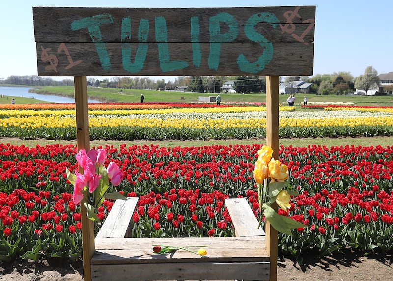 Tulips during the Earth Day opening of the  Richardson Farm Tulip Festival on Wednesday, April 22. More than 1 million vibrant flowers in over 75 varieties will be in bloom. About 350,000 new tulip bulbs were planted in the fall of 2025 in a butterfly pattern near a private lake on the property, said George Richardson. Hours are 10 a.m. to 6:30 p.m. The festival typically lasts for two to three weeks, depending on the blooms.