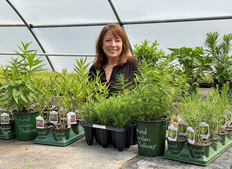 Monarch rescuer Janie Grillo at the Midwest Groundcoversr' greenhouse in St. Charles.