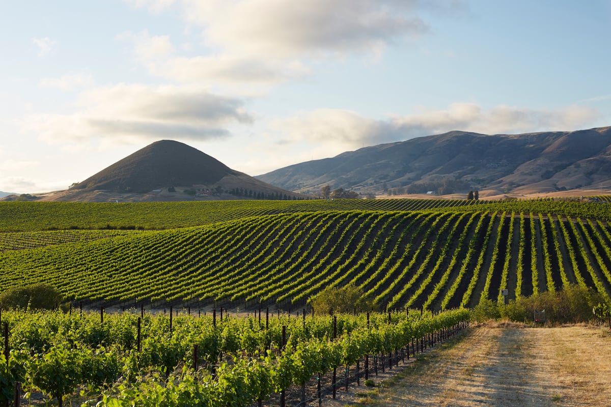 Uncorked: California’s Cadre Wines produces white wines of distinction