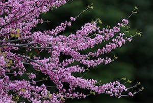 What’s Happening in Batavia? Scam alert, tree programs, what to do if sewer backs up