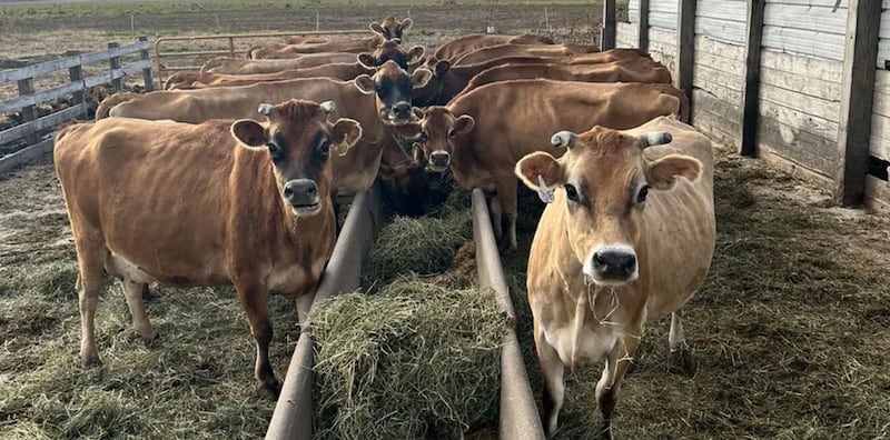Cows on the Little Brown Cow Dairy farm in Delavan