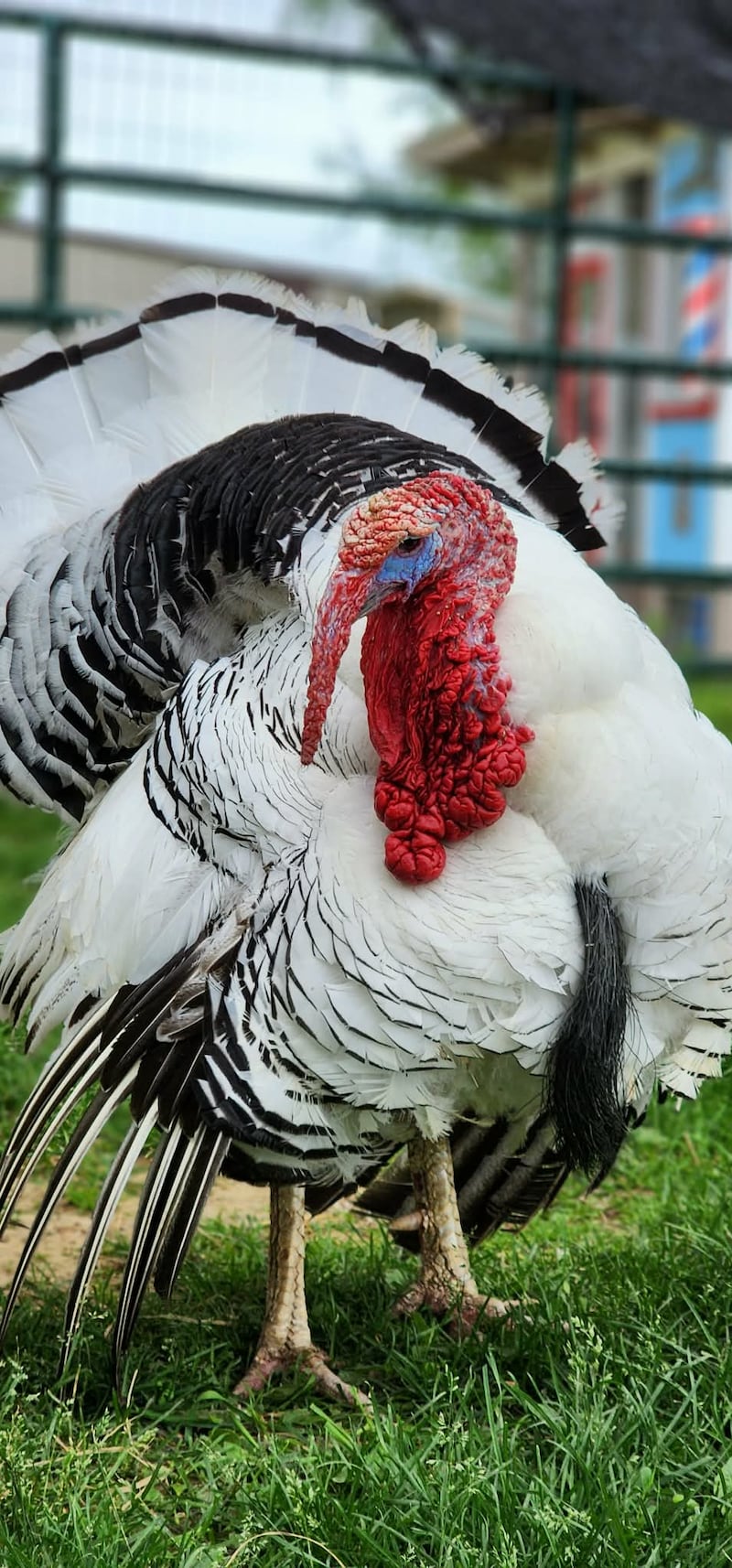 Harmony Hill Farm Sanctuary in Oregon recently announced that it will participate in Sanctuary Day, an international observance taking place on April 17, to honor the lifesaving work of farm animal sanctuaries around the world.