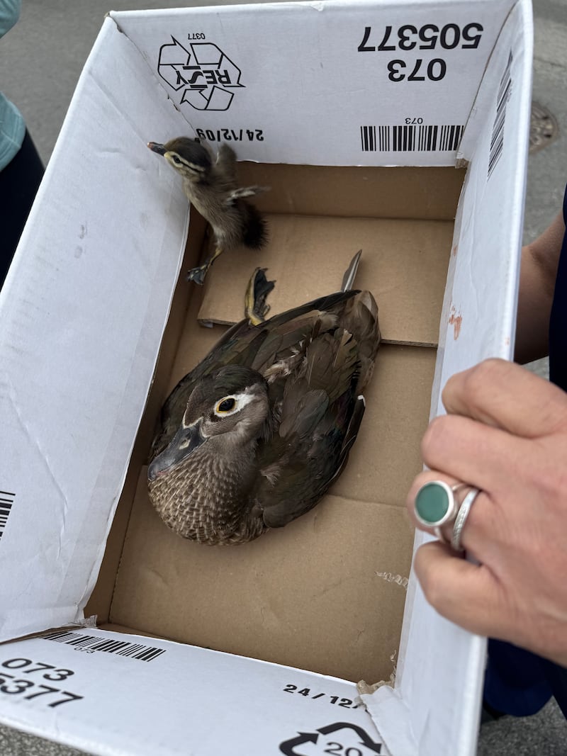 A duck and duckling are moved off of Route 14 in Crystal Lake on Thursday, May 22, 2025, after a duck and about a dozen ducklings tried to cross the street. Many drivers stopped to assist and stop traffic.