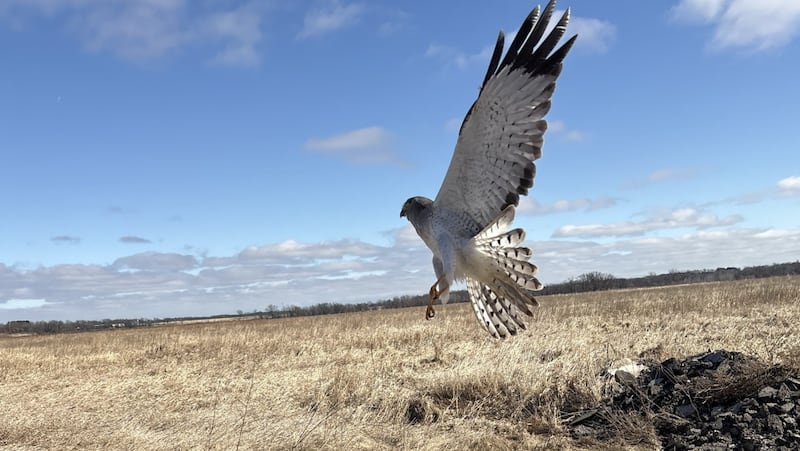 A Northern harrier was successfully rehabilitated by the McHenry County Conservation District after suffering a concussion.