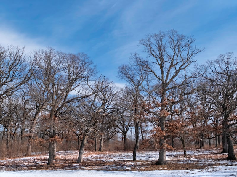 Lakewood Forest Preserve in Wauconda will expand with a newly approved land acquisition, along with Kestrel Ridge Forest Preserve in Round Lake.