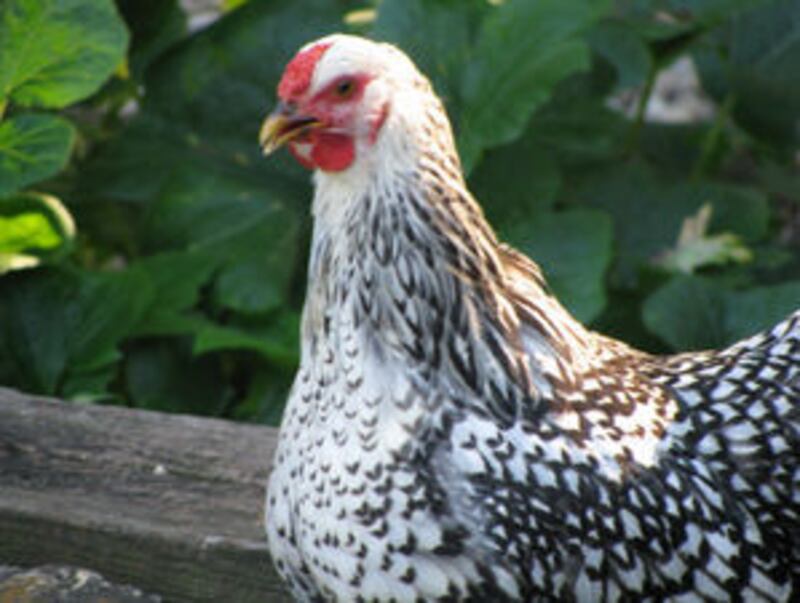 Chicken