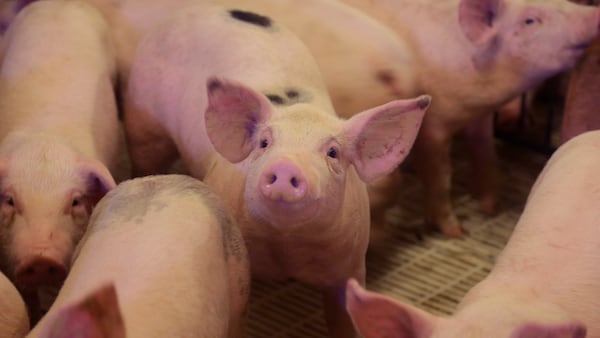 Sterling-Rock Falls Historical Society to host March 8 program about pigs in history and popular culture