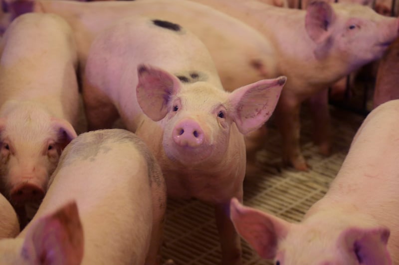 In the swine sector, there is a significant improvement in productivity following a period of slow gains, particularly in pigs per litter.