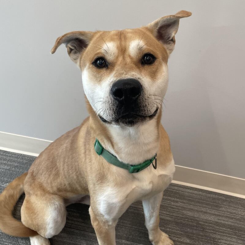 Will County Animal Protection Services will waive its adoption fees for dogs six months and older through March 31. Adoptable dogs include Owen, a playful Japanese akita mix.