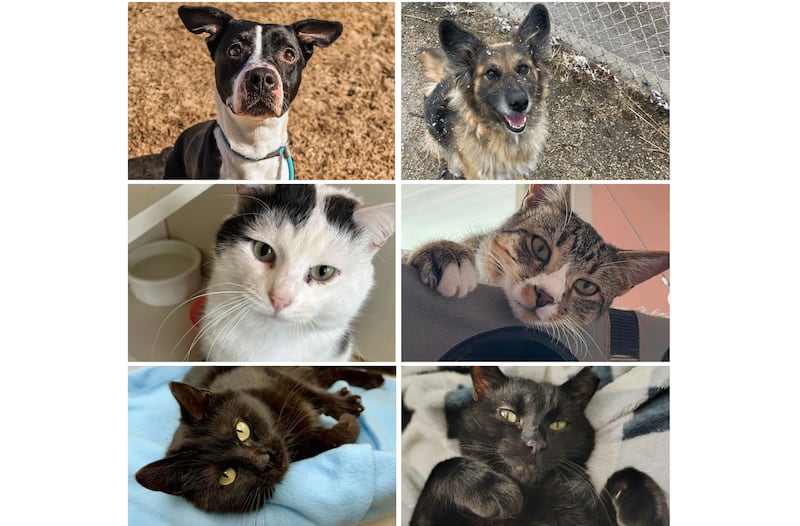 The Herald-News presents this week’s Pets of the Week. Read the description of each pet to find out about it, including where it can be adopted in Will County.