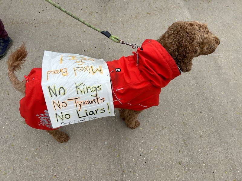 This dog wore a sign that said "No Kings No Tyrants No Liars! Dogs Against DOGE" at the May Day Rally in Oregon on Thursday, May 1, 2025.