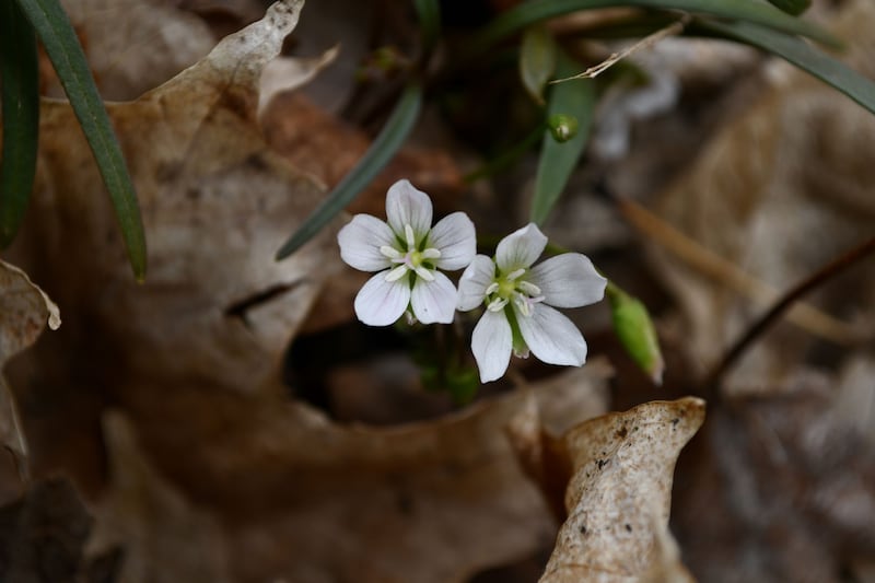 The first of several Where the Wildflowers Are programs hosted by the Forest Preserve District of Will County will take place on March 22, 2026, at Raccoon Grove Nature Preserve in Monee Township. Register by March 20