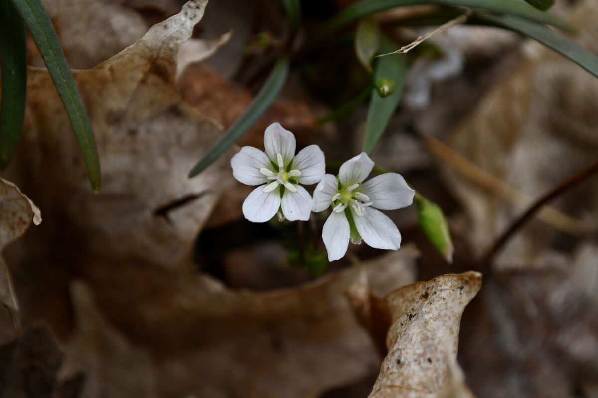 Explore early spring blooms, Native voices at Will County forest ...