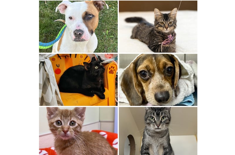 The Herald-News presents this week’s Pets of the Week. Read the description of each pet to learn about it, including where it can be adopted in Will County.