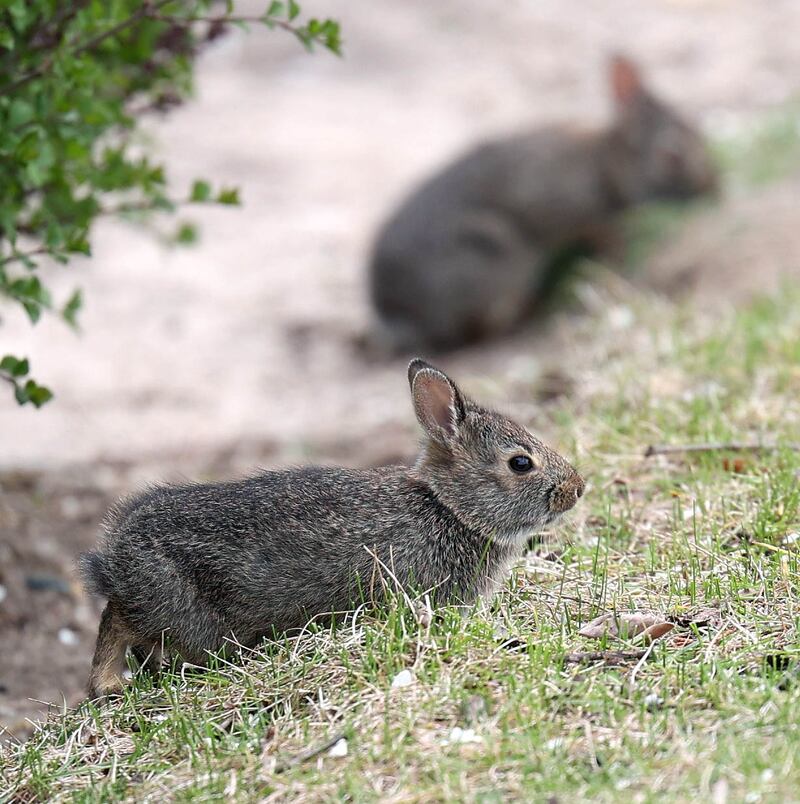 A couple of young rabbits check out the commotion as debris is cleared Monday, April 28, 2025, from the site of the former Illini Tire Co. building on the northeast corner West Lincoln Highway and Annie Glidden Road.