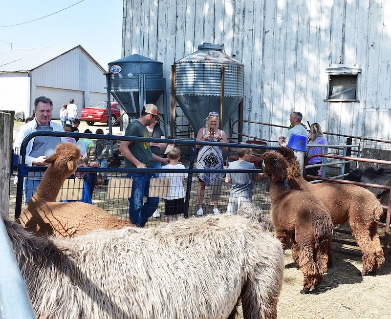 Visitors take pictures and feed alpacas Saturday, May 10, 2025, at P&C Little Rascals’ open house.