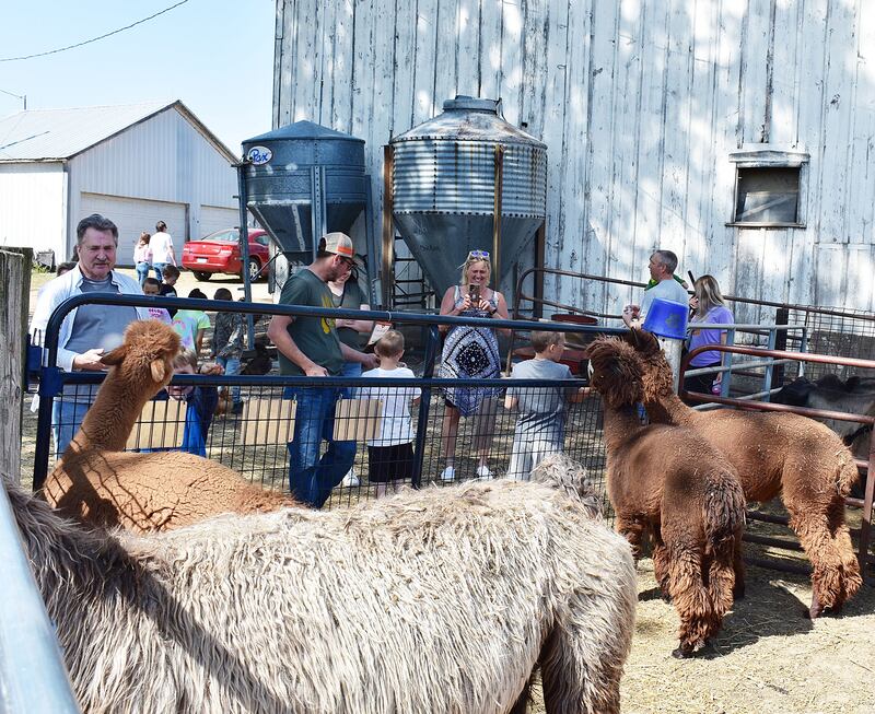 Visitors take pictures and feed alpacas Saturday, May 10, 2025, at P&C Little Rascals’ open house.