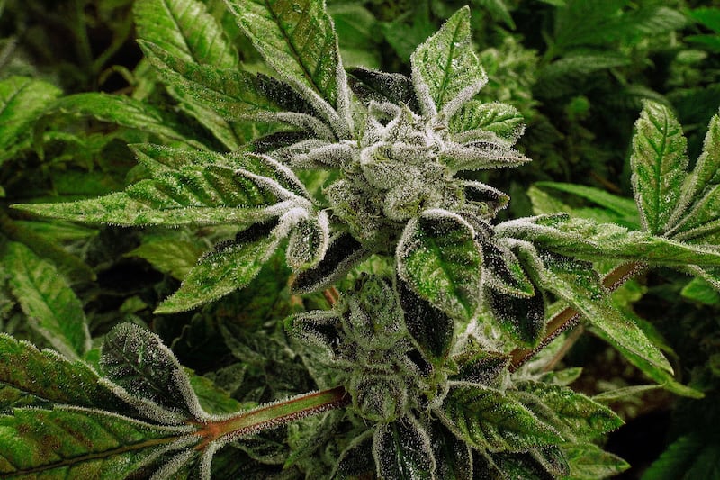 FILE - In this Sept. 15, 2015 file photo, marijuana plants with their buds covered in white crystals called trichomes, are a few weeks away from harvest at the Ataraxia medical marijuana cultivation center in Albion, Ill.. (AP Photo/Seth Perlman, File)