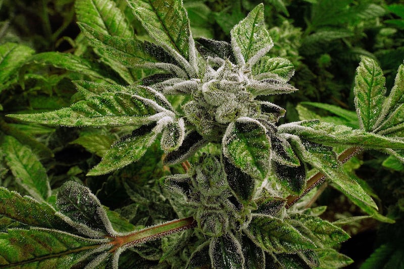 FILE - In this Sept. 15, 2015 file photo, marijuana plants with their buds covered in white crystals called trichomes, are a few weeks away from harvest at the Ataraxia medical marijuana cultivation center in Albion, Ill.. (AP Photo/Seth Perlman, File)