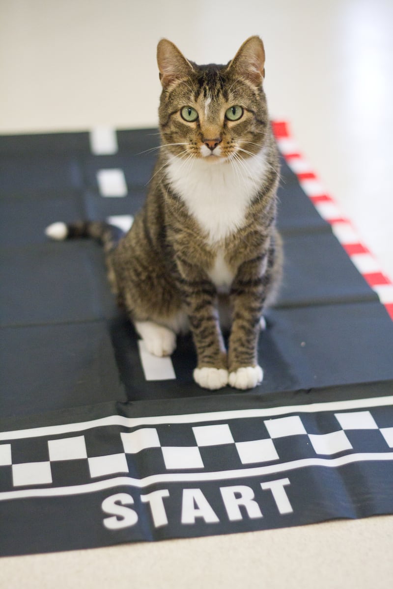 Save-A-Pet resident Arthur Read hopes you’ll participate in the 5K Run and Fun Walk supporting him and his furry friends.