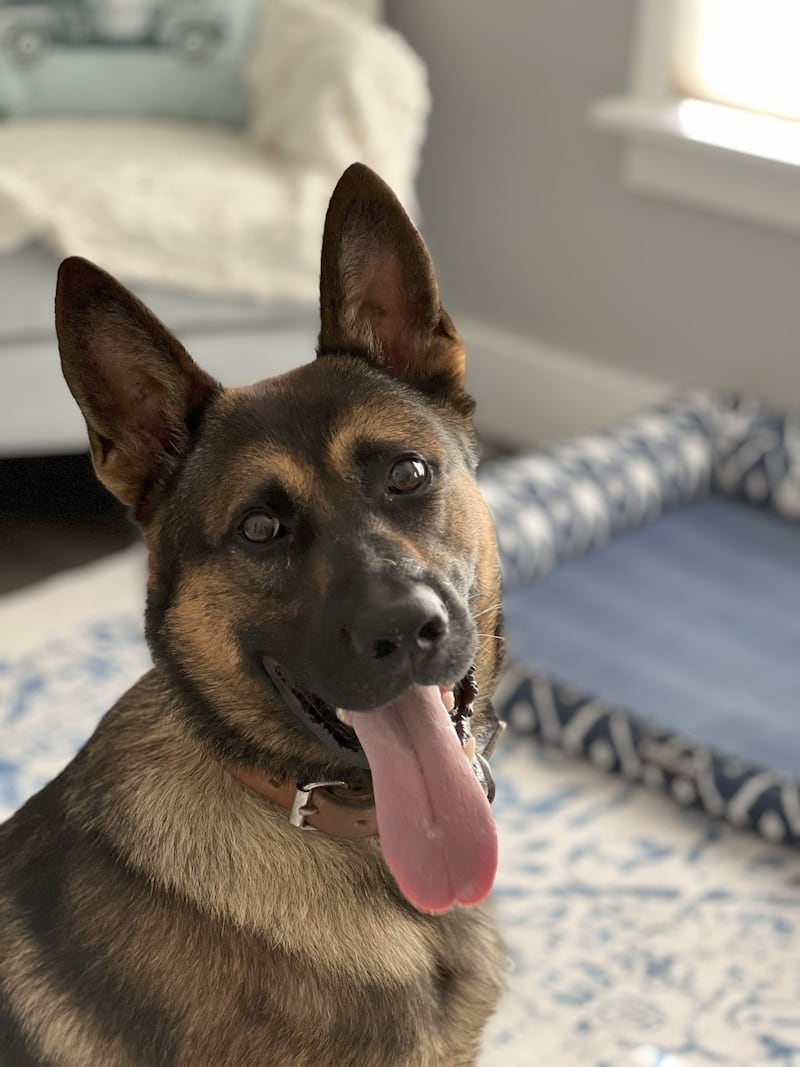 K9 Zack is an explosive detection canine partnered with Deputy Trish List at the Lake County Sheriff's Office.