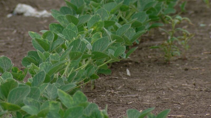 A row of soybeans are pictured in a field in Springfield.