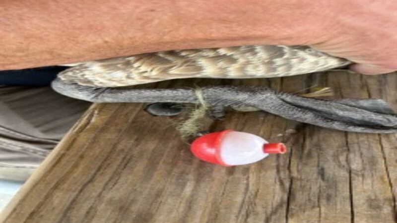 Will County Forest Preserve District warns discarded fishing line can ‘strangle, maim, or kill’ wildlife