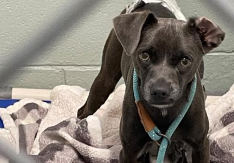 A trio of Good Samaritans rescued a small dog, dumped on South Kirk Road in Batavia and duck-taped in two garbage bags, on July 4, 2025. The dog is at Kane County Animal Control. A portion of a white garbage bag is still visible on the dog's back.
