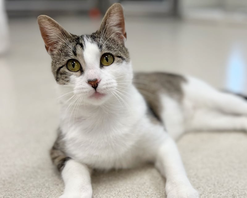 Aquafina is Save-A-Pet's pet of the week for July 24, 2025.