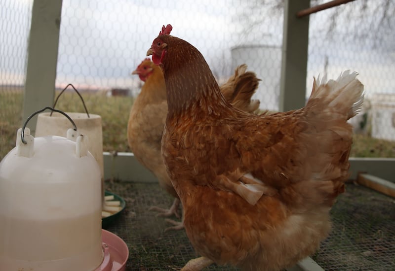 ISA Brown chickens move inside a coop on the farm of Abby Niesen on Thursday, March 27, 2025 in Wyanet.