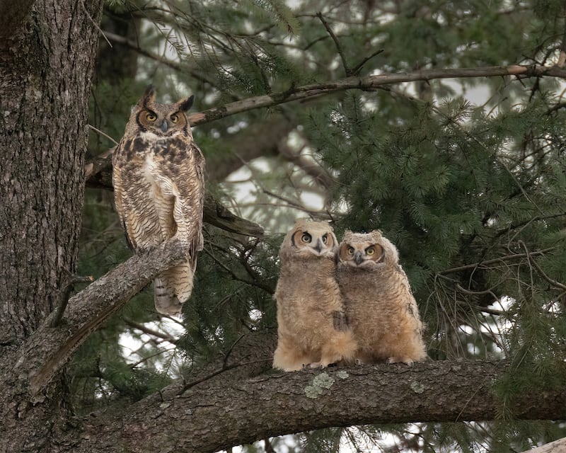 These owlets, seen here with one of the adult raptors, were hatched this spring and have been seen near Justine Neslund's home - and a nearby church which removed rodenticide traps to protect the birds, too.